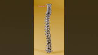 vertebrae anatomy  vertebrae bones  vertebrae diagram  vertebrae structure foryou viralvideo [upl. by Assertal453]