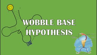 Wobble Base Hypothesis [upl. by Ylrae517]