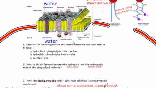 The Plasma Membrane Cell Membrane IB Biology [upl. by Drannel]