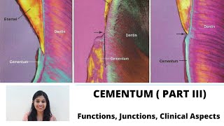 CEMENTUM Part III II Functions Junctions with Enamel amp Dentin Clinical Aspects [upl. by Aro609]