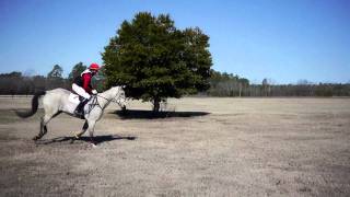 DPEquestrian  Hit Air Demonstration [upl. by Annayek]