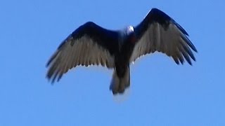 Atlatl Small Game Hunting Camping and Fishing in The Rockies [upl. by Ethelin]