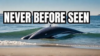 MYSTERY WHALE Never Before Seen Species Washes Ashore in New [upl. by Doughty109]