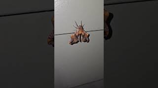 I saw this incredible Moth last night Do you know what species it is Moth nature wow wildlife [upl. by Colvin37]