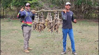 Iguana Hunting Team Raptor steps in to help Bread Fruit Farmer Iguana Harvest in Puerto Rico [upl. by Rosalia]