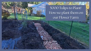 Planting 5000 Tulips StepbyStep Guide to Our Flower Farm Process 🌷 [upl. by Aruon]