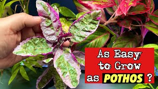 Top Tips Waffle Plant Hydroponic Growth in a Fish Tank EASY BEGINNER Riparium Plant [upl. by Eneryt]