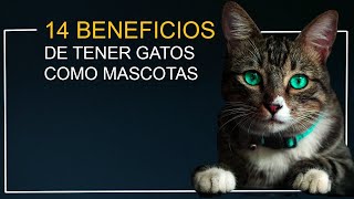 Sabías De Estos 14 Beneficios de Tener Gatos Para La Salud [upl. by Palila]