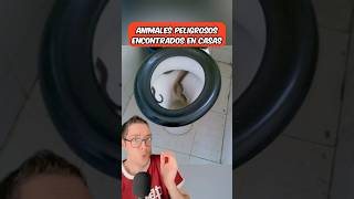 Animales peligrosos encontrados en casas 😱 shorts [upl. by Eniloj85]