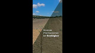 NUEVAS PLANTACIONES EN ECOLÓGICO [upl. by Zoubek713]