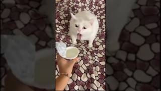 Funny Cat Vomiting Reaction  🤣🤣 shorts cat funny shorts [upl. by Nayrbo]