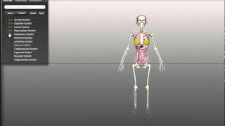 BioDigitalHuman  Menschlicher Körper in 3D [upl. by Clover]