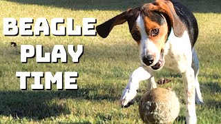 Beagle Goes Absolutely Ball Crazy  Play Time [upl. by Chemarin]