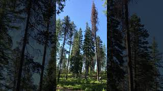 Dropping Lodgepole Pine for Firewood firewood stihl woodcutting treecuttingdown [upl. by Otecina]