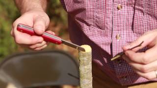 Grafting Trees  How to Graft a Tree [upl. by Acina667]