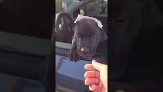 Presa Canario Puppy Going to Forever Home in Tesla [upl. by Sanoj]