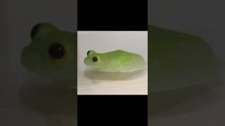 とろける可愛さぷよぷよグミガエル cute frog video animals [upl. by Erdnaet]