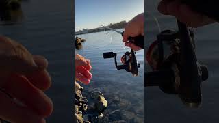 Beautiful morning fishing in isleton ca bayareafishing deltafishing outdoors bassfishing bass [upl. by Ashman]