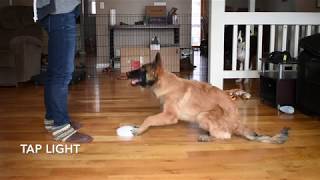 Helo the Belgian Tervuren Advanced Trick Dog Demo [upl. by Einegue581]