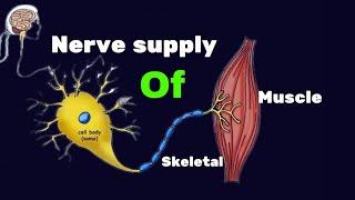 Nerve of supply of skeletal muscle  extra and intrafusal fiber  muscle spindlebag and chain fiber [upl. by Franciska]