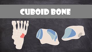 Cuboid Bone  Anatomy [upl. by Ahsiled170]