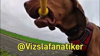 Magyar Vizsla Loki Insta360 Fetch Stick hund shortvideo puppy funny hundeliebe funny doglife [upl. by Rodrick725]