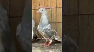 Sileti Kamagar pigeon pigeonpigeon kabutar kamagarkabootarforsaleinlahore kamagar [upl. by Athalia]