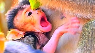 Nice videos monkey  Mom monkey and tiny monkey [upl. by Aititil]