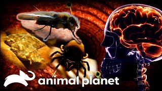 The Most Shocking Creatures and Infections  Monsters Inside Me  Animal Planet [upl. by Alyekahs]