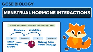 Interactions of Menstrual Hormones  FSH Oestrogen LH amp Progesterone  GCSE Biology [upl. by Kissiah101]