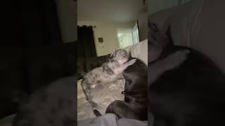 Play fighting frenchiesociety frenchie frenchbulldog [upl. by Adanama]