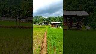 gubug reyod sawah Wonopolo Lorok Kab Pacitan 🤣👍 [upl. by Fernand59]