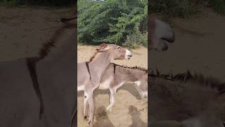 animals donkey shorts shortsfeed shortvideos pets [upl. by Hesoj55]