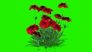 rose plant with flowers green screen video [upl. by Riatsila]