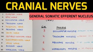 Cranial Nerves Anatomy  1  Nuclei of Cranial Nerves [upl. by Grath87]