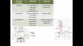 Œsophage estomac amp duodénum [upl. by Jaf]