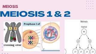 Meiosis 1 and 2 [upl. by Auliffe]