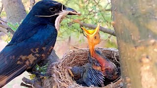 Black drongo bird feeding her babies birdswithme107 [upl. by Nichani]