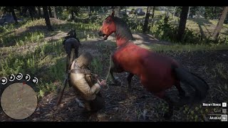 Red Dead Redemption 2 Free Arabian red chestnut horse location [upl. by Ylloh653]