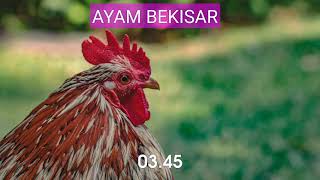 SUARA PANCINGAN AYAM BEKISAR GACOR [upl. by Yennor]