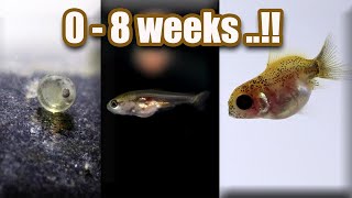 Ep 7 Baby GOLDFISH GROWTH  from eggs  8 weeks [upl. by Casta]