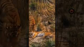 TIGER ANIMAL LIFE IN THE WILD FOREST [upl. by Ahsilak]