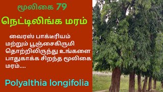 நெட்டிலிங்க மரம் மருத்துவ பயன்கள்nettilinga treePolyalthia longifolia [upl. by Revell]