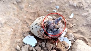 Cuckoo baby coming out of egg beautyofnature4988 [upl. by O'Brien837]