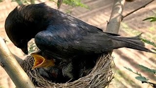 Black Drongo Bird Feeding Baby Bird 🥺birds cute beautiful love mother youtube video vlog [upl. by Adlare]