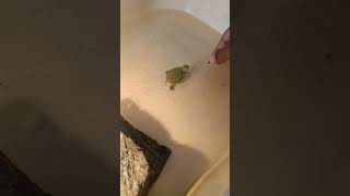 Turtle running for food cutepets cute deadpool turtlepool viralvideo [upl. by Helli]