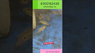 Red jwell fish available for sale AS Tamil pets and plants Tamil jwellfish [upl. by Wystand853]