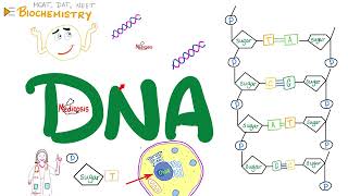 DNA 🧬 Structure amp Function  Nucleosides amp Nucleotides  Biochemistry amp Biology Series [upl. by Loralyn]