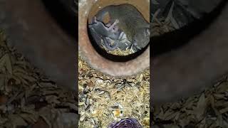 🤎🧡❤ African pygmy dormice youtubeshorts shorts animals animallover viralvideo [upl. by Leontyne480]