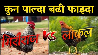 Giriraja Vs Local Kukhura ॥ AgroDev Nepal [upl. by Laekim]